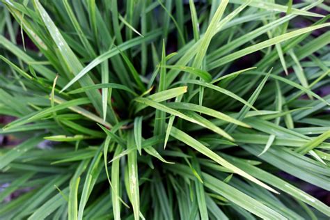 Tuft of Grass – Free Nature Stock