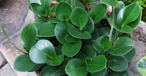 What Makes Peperomia Obtusifolia the Perfect Indoor Plant?