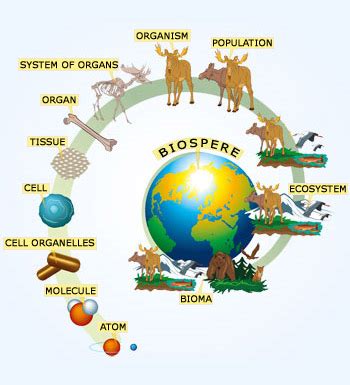 Ecological Organization | 335 plays | Quizizz