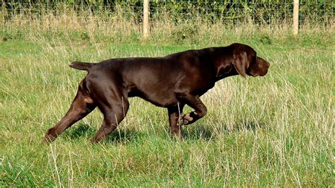 Liver Colored German Shorthaired Pointer - German Choices