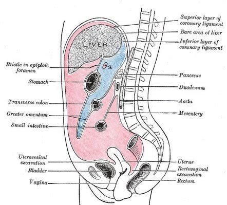 Omental Foramen Cadaver