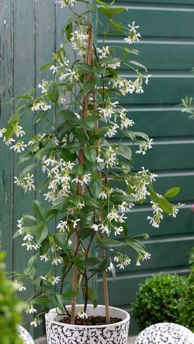 Star Jasmine Vine | 1000 | Climbing plants, Plants, Jasmine plant