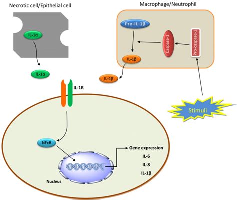 A schematic illustration of interleukin-1 (IL-1) release and its... | Download Scientific Diagram