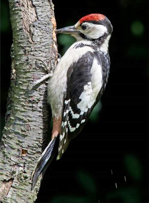 Dendrocopos major, Great Spotted Woodpecker, identification guide