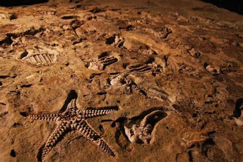 An introduction to fossils at the WA Museum | Western Australian Museum