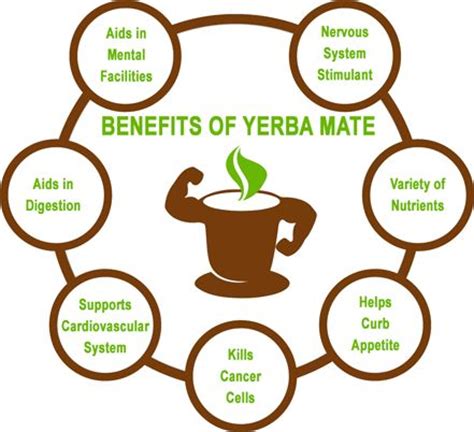 Seven Benefits of Yerba Mate | 7 YERBA MATE BENEFITS | Pinterest | Healthy lifestyle, Drinks and ...