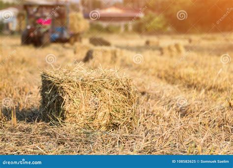 Rice Straw Bales on Rice Field and Farmer Working,natural Design Stock Image - Image of human ...