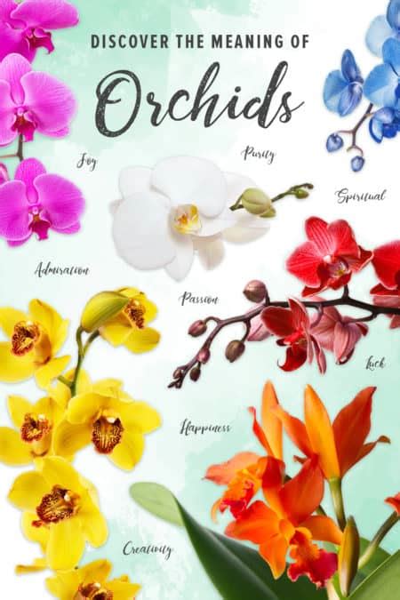 THE SYMBOLISM BEHIND VARIOUS ORCHID COLORS - VanderSalm's Flowershop