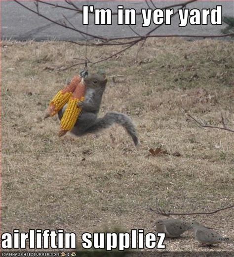 Monday Morning Funny - Squirrels | Squirrel funny, Funny animal memes, Funny squirrel pictures