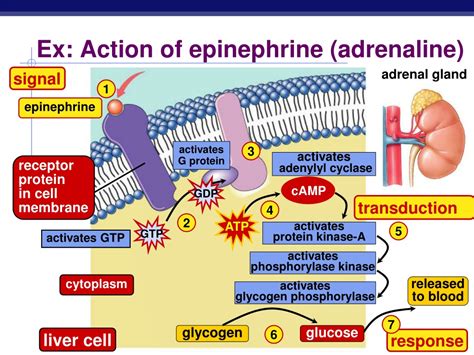 PPT - Endocrine System Hormones PowerPoint Presentation, free download - ID:9541765