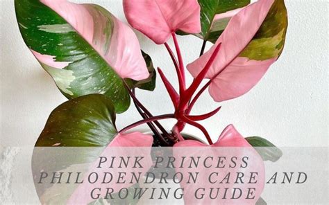 Pink Princess Philodendron Care and Growing Guide