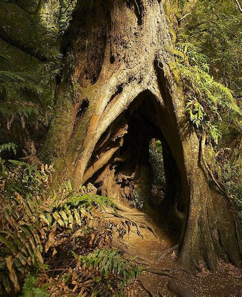 Hollow Tree Photograph | Hollow tree, Unique trees, Tree