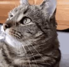 Crazy Eyes Cat Cat Fun GIF - Crazy Eyes Cat Cat Fun Fun Cat - Discover & Share GIFs