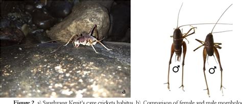 Figure 2 from Population structure and habitat preference of cave crickets (Rhaphidophora sp ...