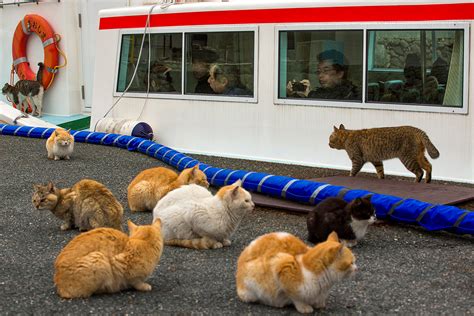 Japan's cat island: A visit to Aoshima, where cats outnumber people by ...