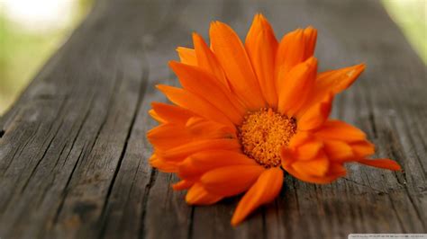 Orange Flowers Wallpapers - Wallpaper Cave