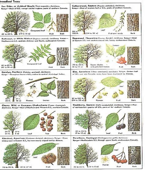 How Can Leaves Identify A Tree - Phenology | Tree identification, Trees to plant, Plants