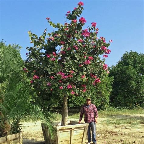 Moon Valley Nurseries on Instagram: “We are celebrating Earth Day all week! Today's tree of the ...