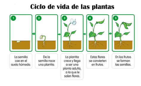 diagrama vida planta ciclo diagrama biologia fases tudo ciência | My ...