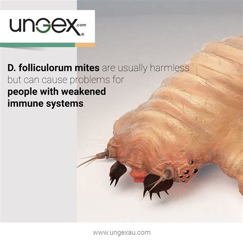 DEMODEX 🦠 ️Demodex mites can be responsible for numerous types of skin ...