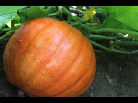 How to Grow Pumpkin From Seed to Pumpkins Time Lapse - YouTube