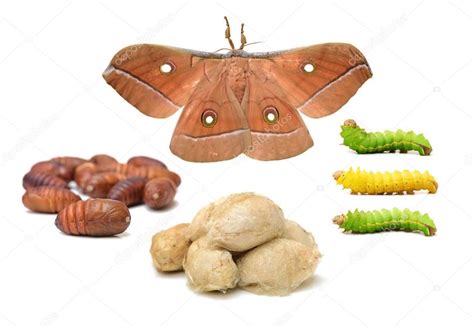 Silk moth life cycle on Stock Photo by ©jianghongyan 122576628