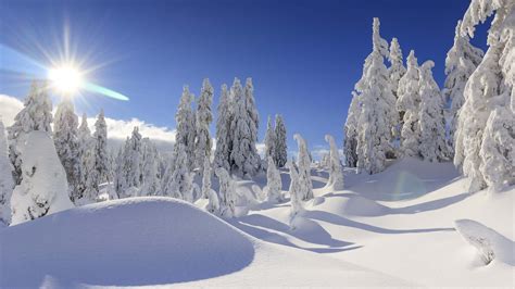 Download "Enjoying the beauty of the winter season." | Wallpapers.com