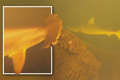 Sharks living in volcano revealed by stunning documentary video | Daily ...