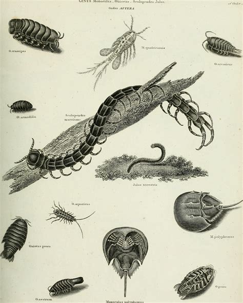 Image from page 360 of "The cyclopaedia; or, Universal dic… | Flickr