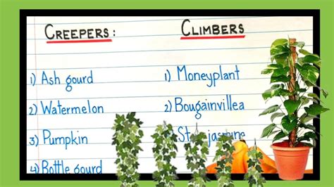 creepers and climbers examples|creepers and climbers examples - YouTube