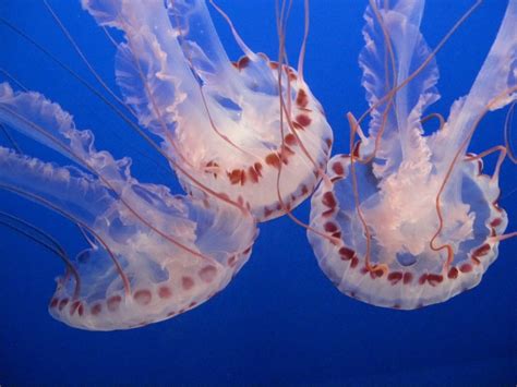 Purple Striped Jellyfish Life Cycle