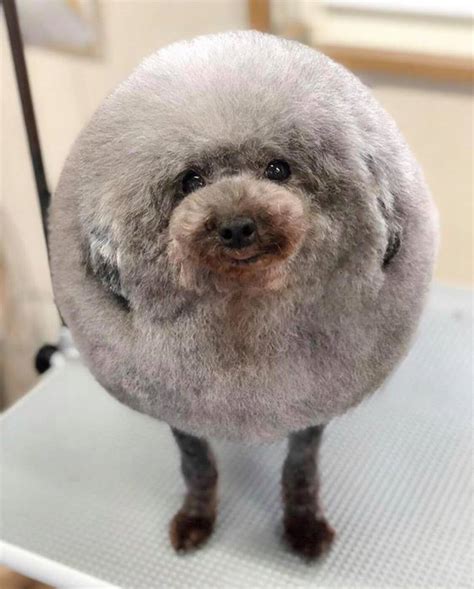 PsBattle: This very round dog : r/photoshopbattles