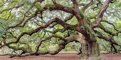 The Mystery of the Glowing Oak | Oak tree tattoo, Live oak tree tattoo, Live oak trees