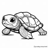 Cute Baby Turtle Dragoart Coloring Pages  Free & Printable sketch template
