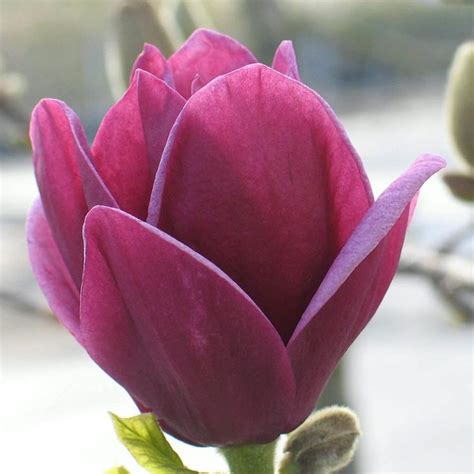 Magnolia Genie | Dark Purple Magnolia Trees For Sale | Plants | Pinterest