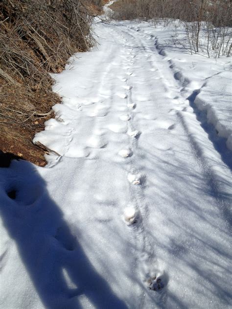 To Catch a Cougar: A Bowhunter’s Search for a Colorado Mountain Lion - Colorado Outdoors Online