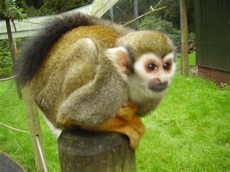 File:Squirrel monkey looking up (Woburn Safari Park).jpg - Wikipedia