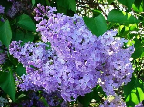 Pin by Sherri Schmitz Smith on Flowers and Gardens | Beautiful flowers, Lilac, Beautiful colors