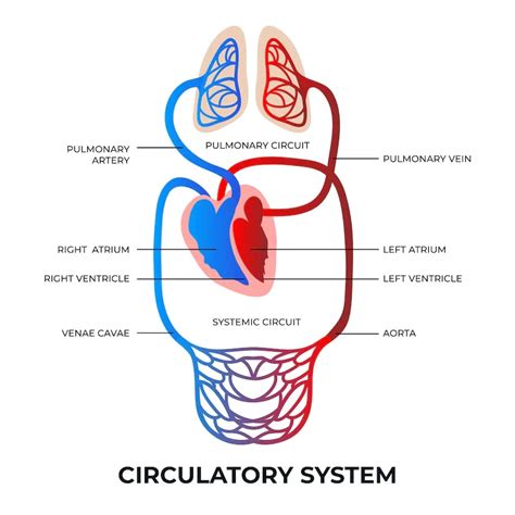 Double Circulation - Definition, Types, Importance, and FAQs