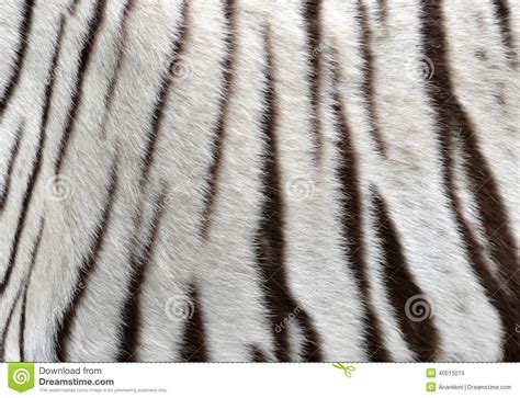 🔥 [30+] Tiger Fur Wallpapers | WallpaperSafari