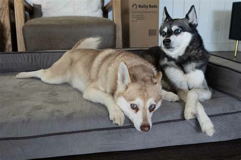 Bully Beds Orthopedic Bolster Bed Review • helloBARK!