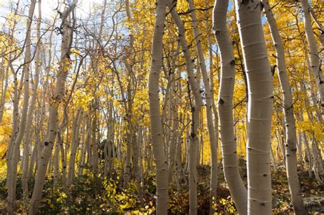 Listen to the sounds of the largest tree on Earth - Nexus Newsfeed