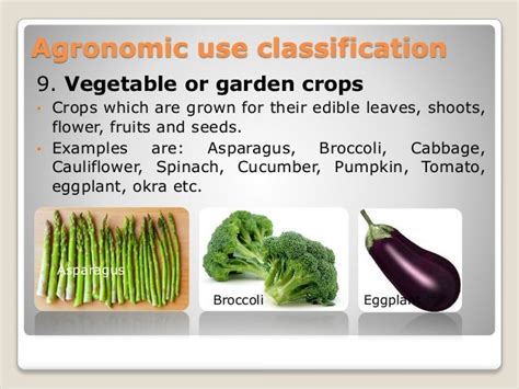 Classification of field crops