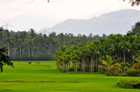 Wayanad, Kerala - First Impressions - Tripoto