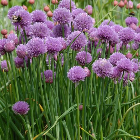 Chive Plant (Allium schoenoprasum)