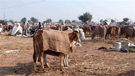 Nagaur Cattle Fair Rajasthan 2024 - Date, History, Major Attractions