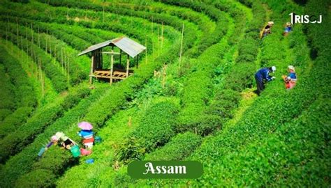 11 Stunning Tourist Places To Visit in Assam - TRISOJ