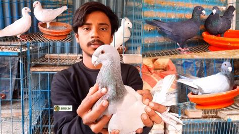 Largest Beauty Homer Pigeon Loft Dhaka - YouTube