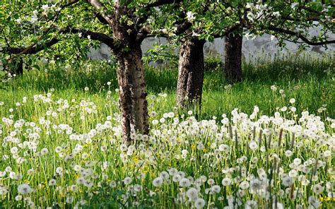 Outstanding 25+ Awesome White Garden Ideas With White Flower Collection ...