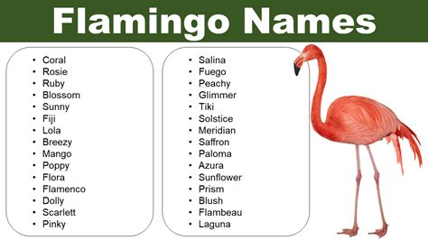 Flamingo Names: Naming Ideas for Your Flamingo - Pet Names Vocab